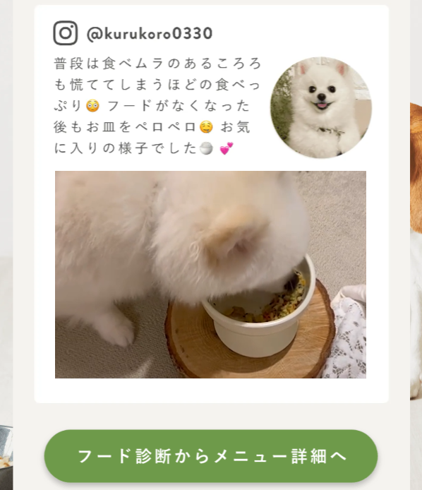 ペトコトフーズ8