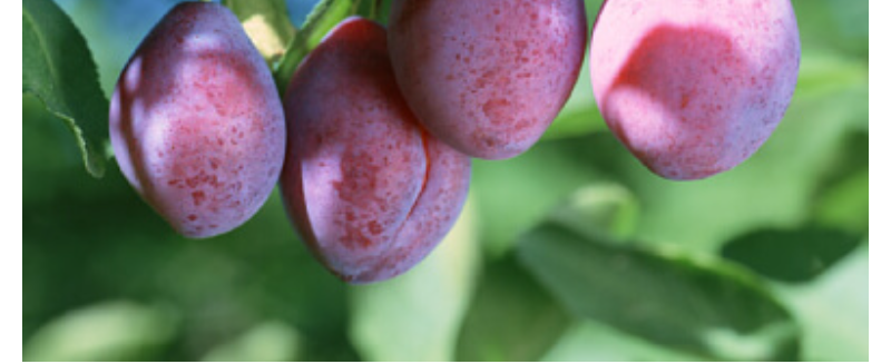 選ばれる理由-41