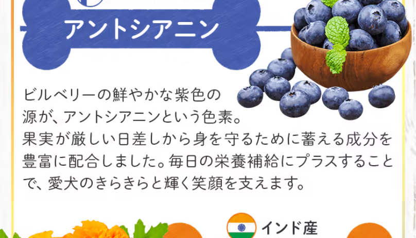 アントシアニン