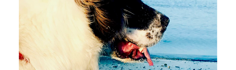 オーナーの声-10