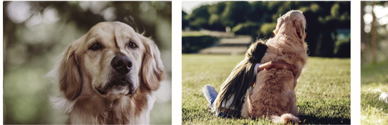 グレインフリーのネルソンドックフード-10