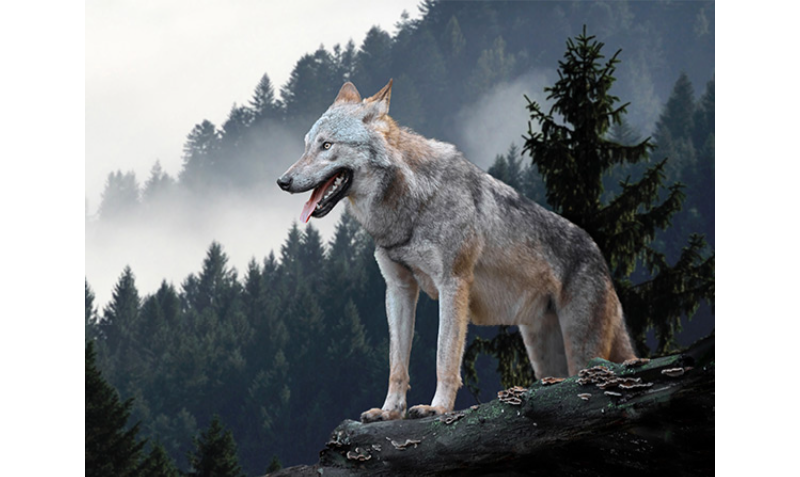 グレインフリーのネルソンドックフード-23