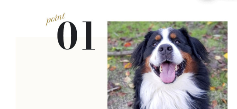 グレインフリーのネルソンドックフード-29