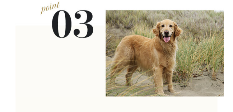 グレインフリーのネルソンドックフード-35