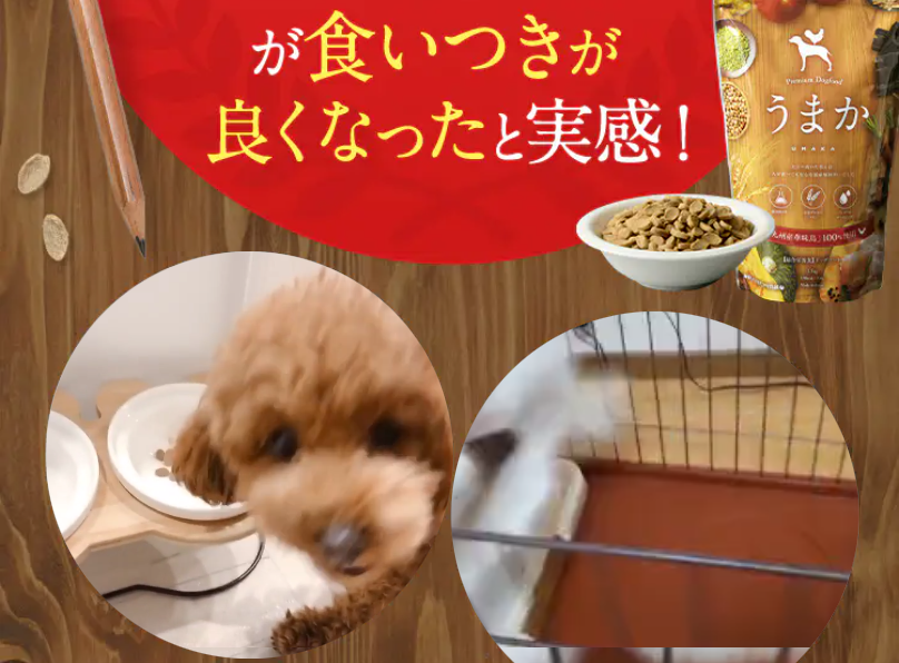 わんちゃんの94%の食いつきが改善2