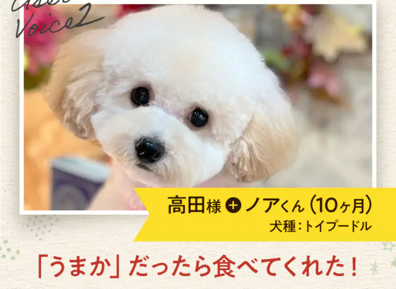 ノアくん1